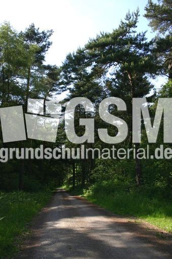 Wald-4.jpg